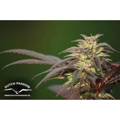 Blueberry - Dutch Passion femminizzati Dutch Passion €39,95