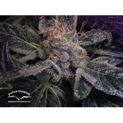 Blueberry - Dutch Passion femminizzati Dutch Passion €39,95