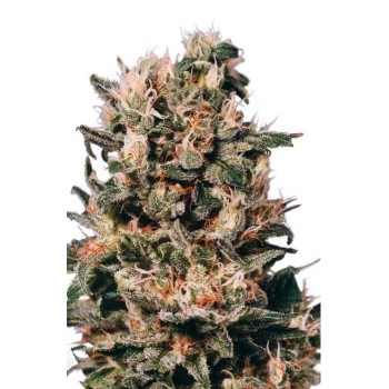 Euforia - Dutch Passion femminizzati Dutch Passion €27,00