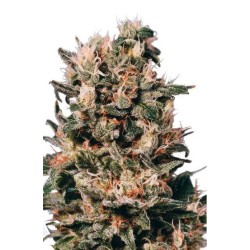 Euforia - Dutch Passion femminizzati Dutch Passion €27,00