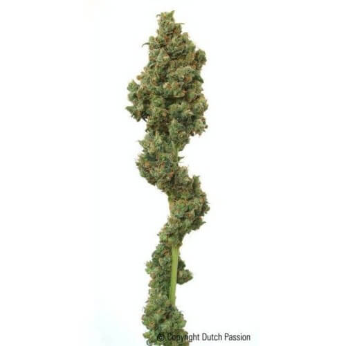 Euforia - Dutch Passion femminizzati Dutch Passion €27,00