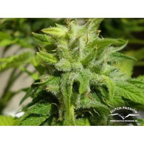 Euforia - Dutch Passion femminizzati Dutch Passion €27,00