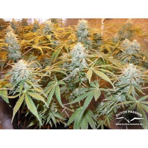 Euforia - Dutch Passion femminizzati Dutch Passion €27,00