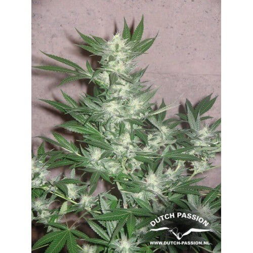 Euforia - Dutch Passion femminizzati Dutch Passion €27,00