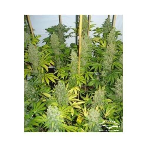 Euforia - Dutch Passion femminizzati Dutch Passion €27,00