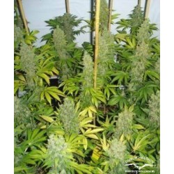 Euforia - Dutch Passion femminizzati Dutch Passion €27,00