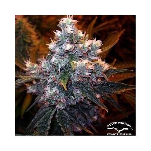 Euforia - Dutch Passion femminizzati Dutch Passion €27,00