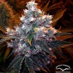 Euforia - Dutch Passion femminizzati Dutch Passion €27,00