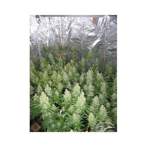 Euforia - Dutch Passion femminizzati Dutch Passion €27,00