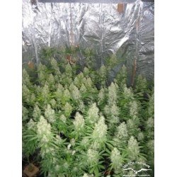 Euforia - Dutch Passion femminizzati Dutch Passion €27,00