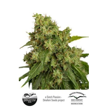 AutoXtreme - Dutch Passion femminizzati Dutch Passion €31,00