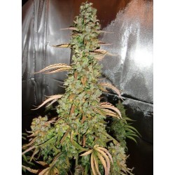 AutoXtreme - Dutch Passion femminizzati Dutch Passion €31,00