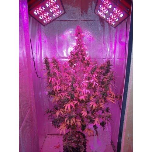 AutoXtreme - Dutch Passion femminizzati Dutch Passion €31,00