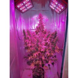 AutoXtreme - Dutch Passion femminizzati Dutch Passion €31,00