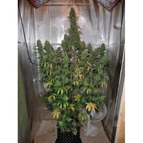 AutoXtreme - Dutch Passion femminizzati Dutch Passion €31,00