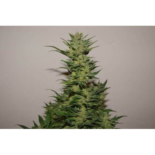 AutoXtreme - Dutch Passion femminizzati Dutch Passion €31,00