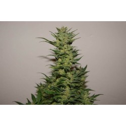 AutoXtreme - Dutch Passion femminizzati Dutch Passion €31,00