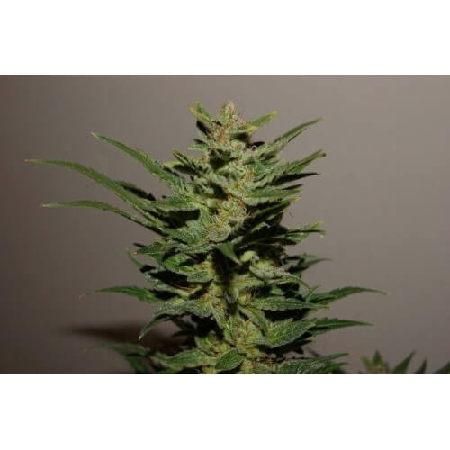 AutoXtreme - Dutch Passion femminizzati Dutch Passion €31,00