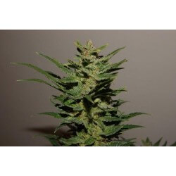 AutoXtreme - Dutch Passion femminizzati Dutch Passion €31,00