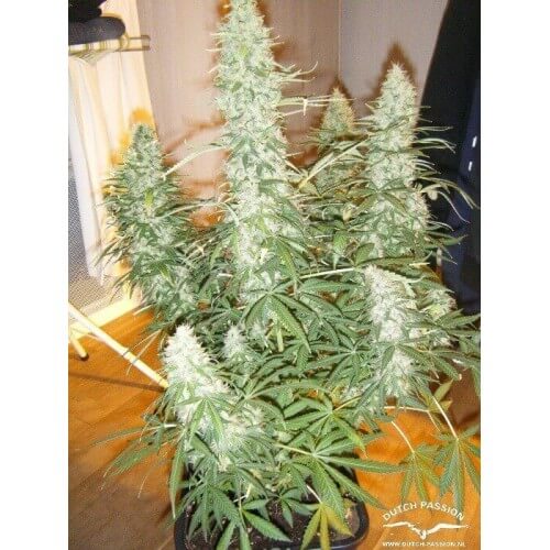 AutoXtreme - Dutch Passion femminizzati Dutch Passion €31,00