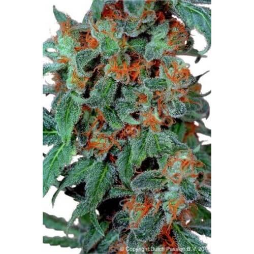 Orange Bud - Dutch Passion femminizzati Dutch Passion €24,00