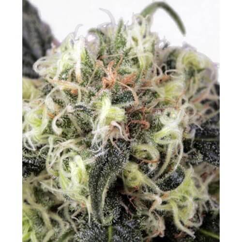 Snow Bud - Dutch Passion femminizzati Dutch Passion €18,00