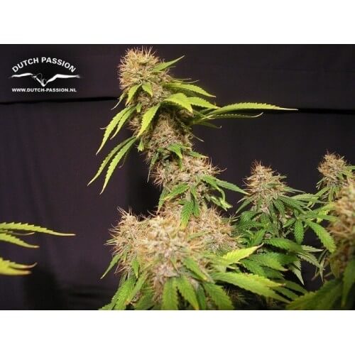 Mazar - Dutch Passion femminizzati Dutch Passion €30,00