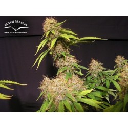 Mazar - Dutch Passion femminizzati Dutch Passion €30,00