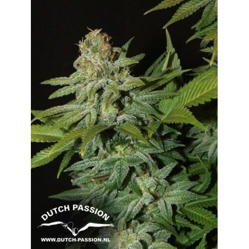 Mazar - Dutch Passion femminizzati Dutch Passion €30,00