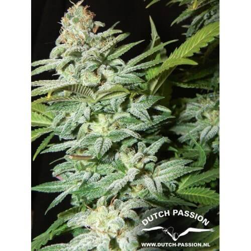 Mazar - Dutch Passion femminizzati Dutch Passion €30,00