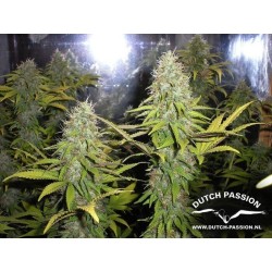 Mazar - Dutch Passion femminizzati Dutch Passion €30,00