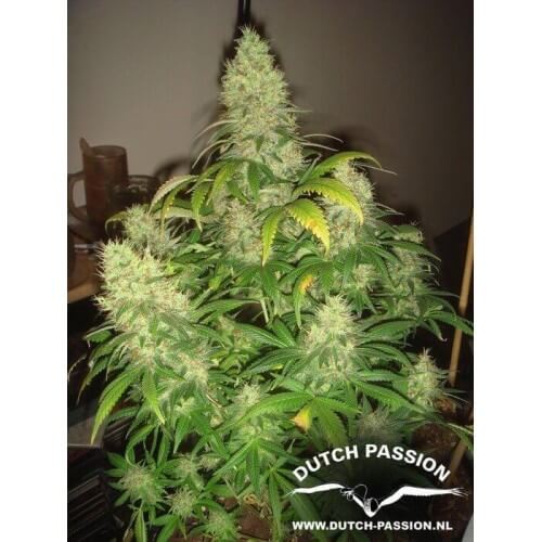 Mazar - Dutch Passion femminizzati Dutch Passion €30,00