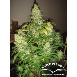 Mazar - Dutch Passion femminizzati Dutch Passion €30,00