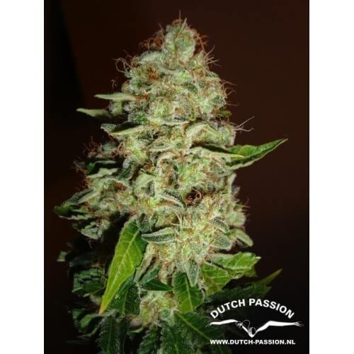 Mazar - Dutch Passion femminizzati Dutch Passion €30,00