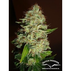 Mazar - Dutch Passion femminizzati Dutch Passion €30,00