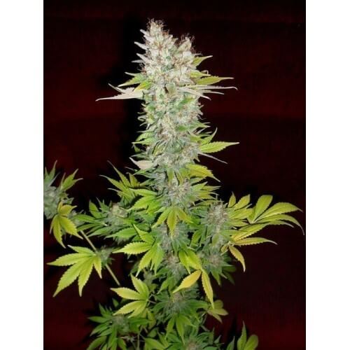 Mazar - Dutch Passion femminizzati Dutch Passion €30,00