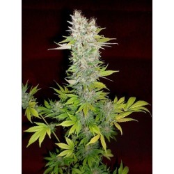 Mazar - Dutch Passion femminizzati Dutch Passion €30,00