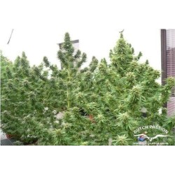 Mazar - Dutch Passion femminizzati Dutch Passion €30,00