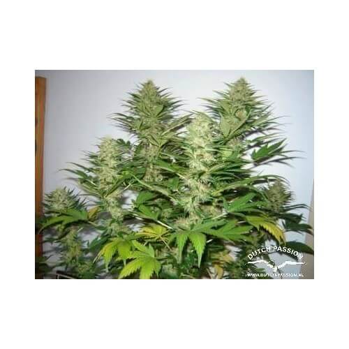 Mazar - Dutch Passion femminizzati Dutch Passion €30,00