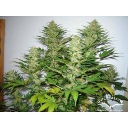 Mazar - Dutch Passion femminizzati Dutch Passion €30,00