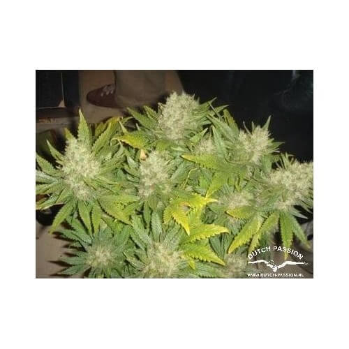 Mazar - Dutch Passion femminizzati Dutch Passion €30,00