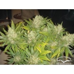 Mazar - Dutch Passion femminizzati Dutch Passion €30,00