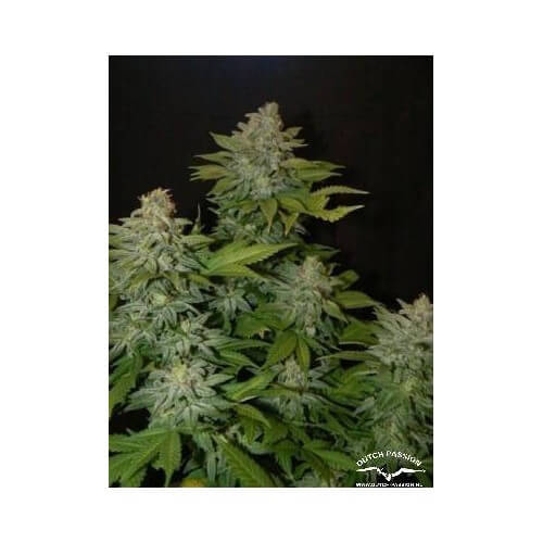 Mazar - Dutch Passion femminizzati Dutch Passion €30,00