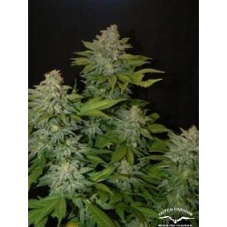 Mazar - Dutch Passion femminizzati Dutch Passion €30,00