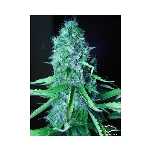 Mazar - Dutch Passion femminizzati Dutch Passion €30,00