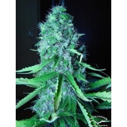 Mazar - Dutch Passion femminizzati Dutch Passion €30,00