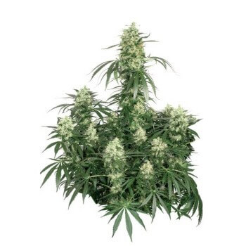 The Ultimate - Dutch Passion femminizzati Dutch Passion €32,00
