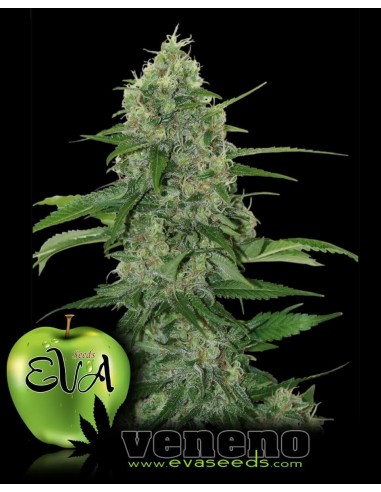 Veneno - Eva Seeds femminizzati Eva Seeds €60,00