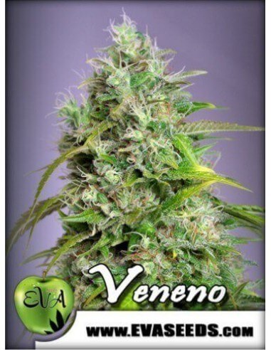 Veneno - Eva Seeds femminizzati Eva Seeds €60,00