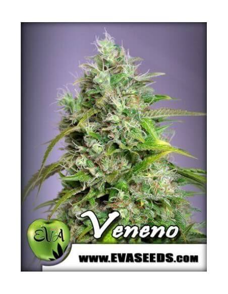 Veneno - Eva Seeds femminizzati Eva Seeds €60,00